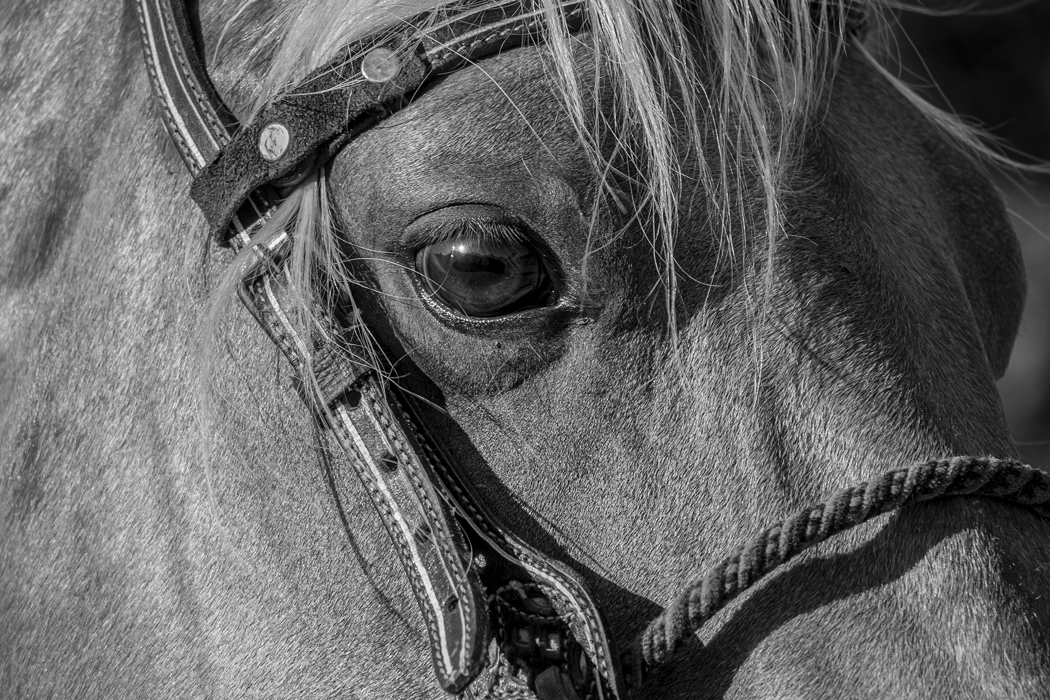 A black and white, close-up image of a horses face.