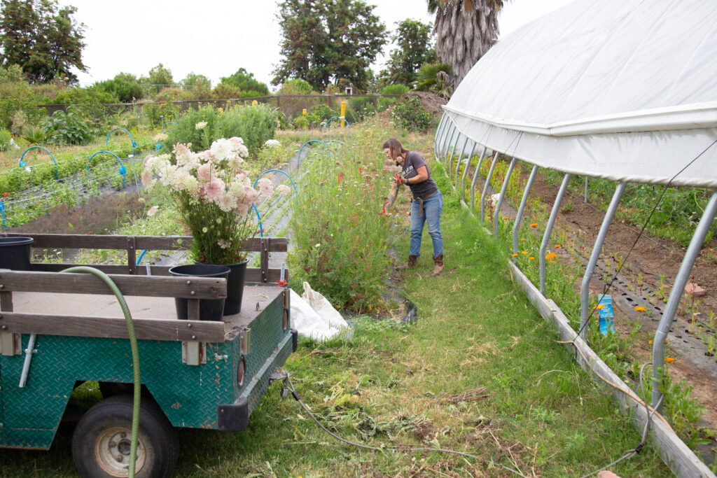 A women cuts flowers. A truck with two buckets, one of which is empty, and the other filled with flowers, is in front of her. She is surrounded by farm land.