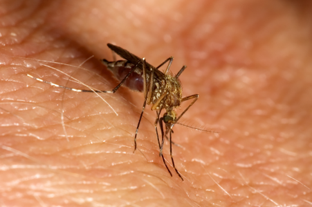 Mosquitos test positive for West Nile virus in Long Beach • Long Beach Post News - Long Beach Post thumbnail