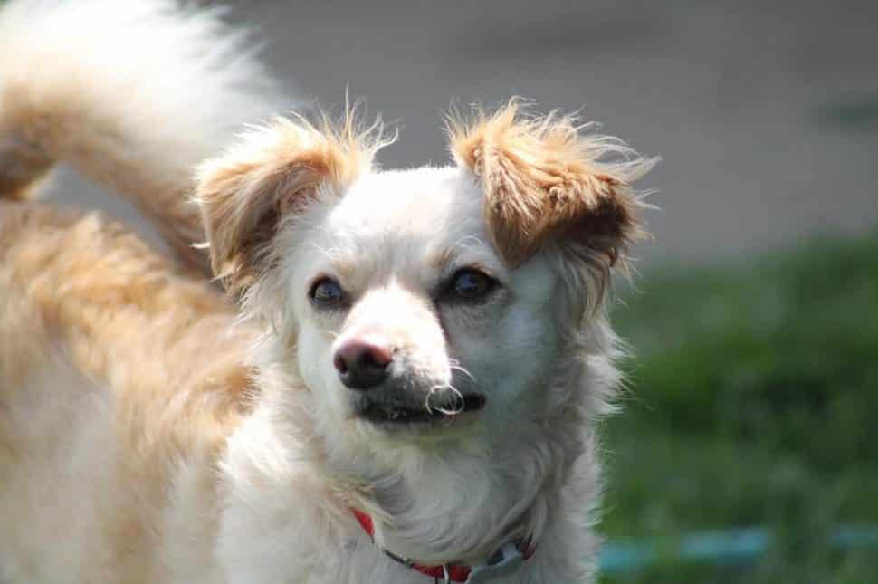 tan Chihuahua mix with fluffy brown ears looks into distance. she's wearing a red collar