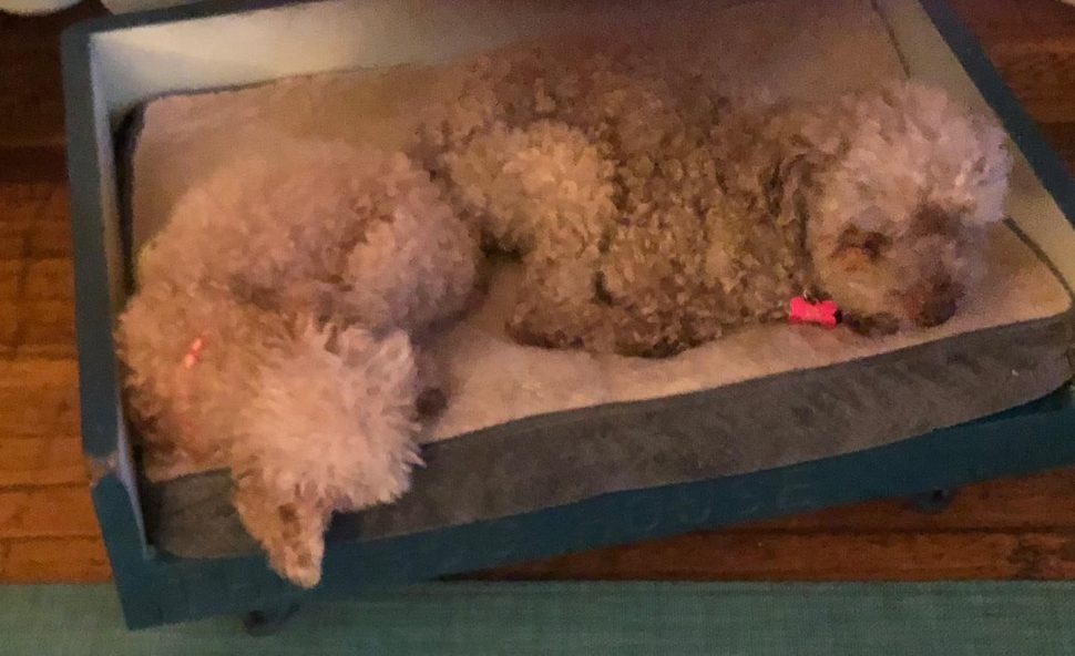 two small, fluffy, whitish poodles lying rump-to-rump on a white cushion