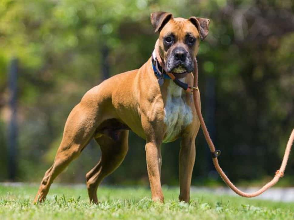 tan boxer in standing position on green lawn with trees in background. He's wearing a collar and attached leash.