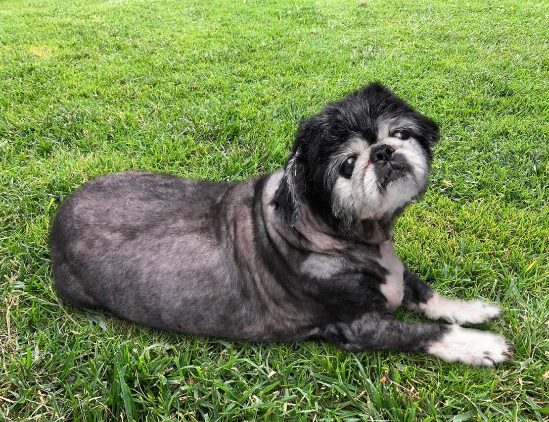 Small black dog with white paws and cheeks relaxing on grass