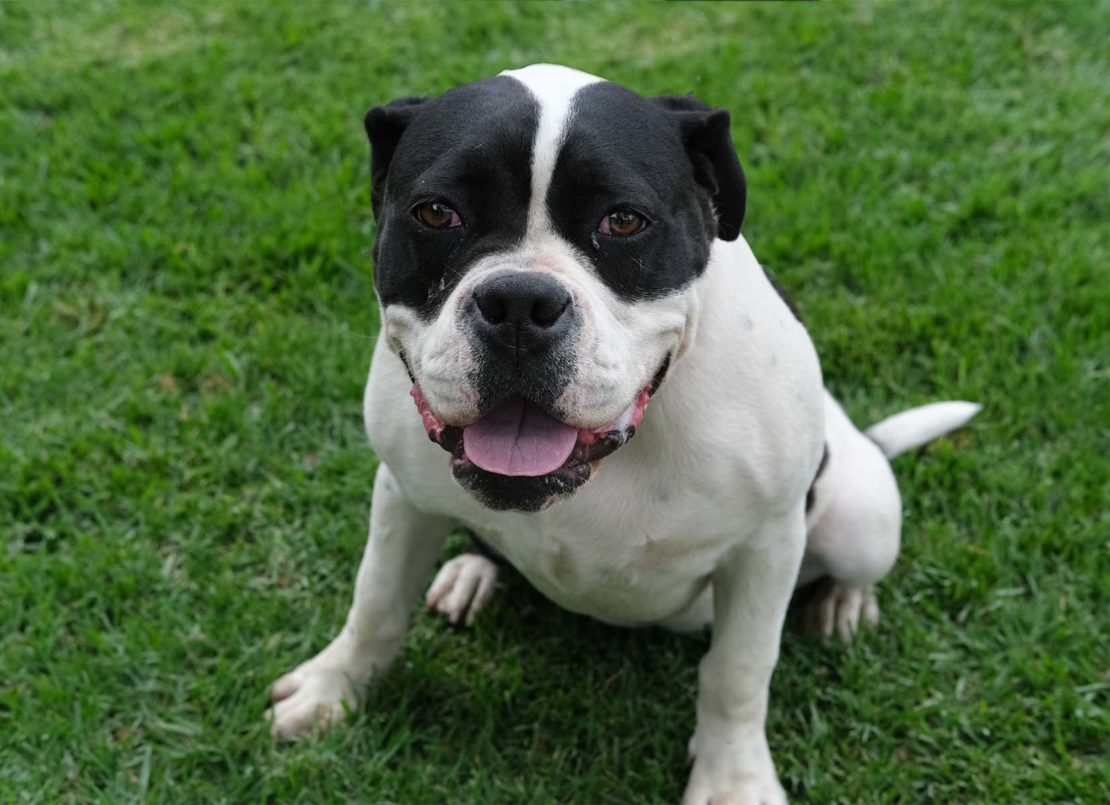 American bulldog with brown ears and mask and white body, sitting on grass