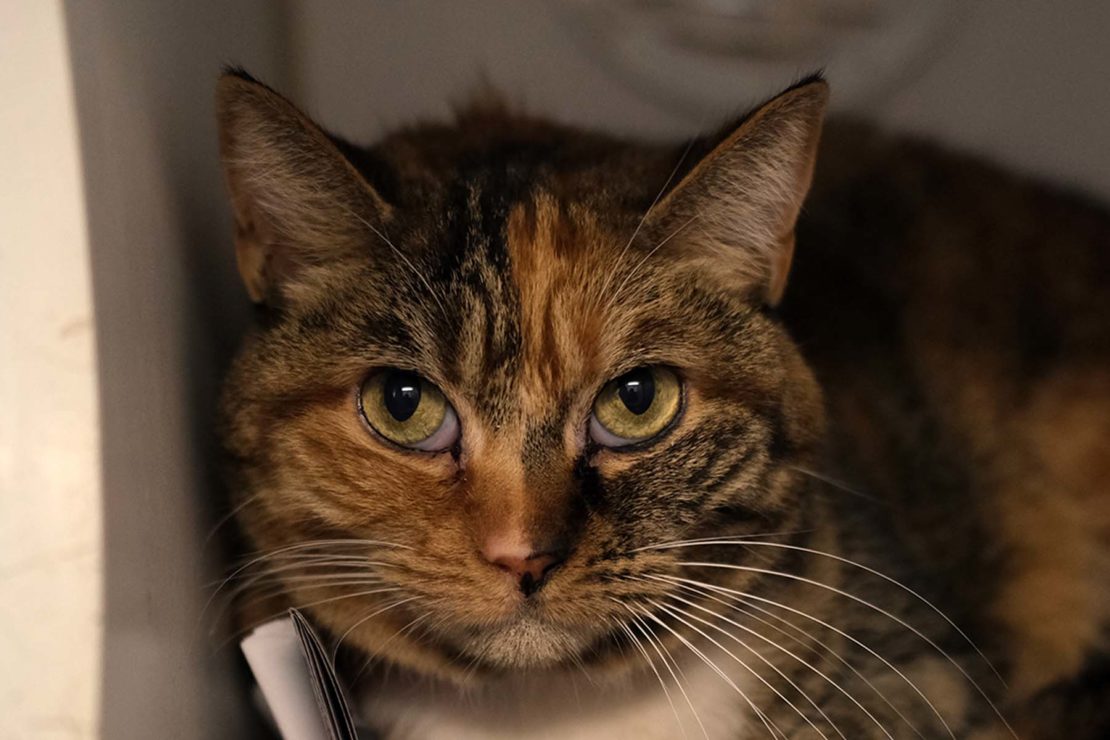 green-eyed tabby with calico markings stares at camera.