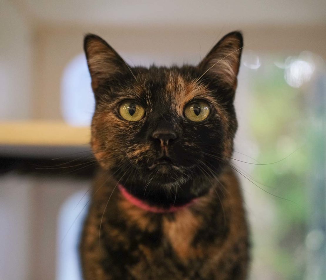 Tortie cat staring at camera, a pink collar around her neck