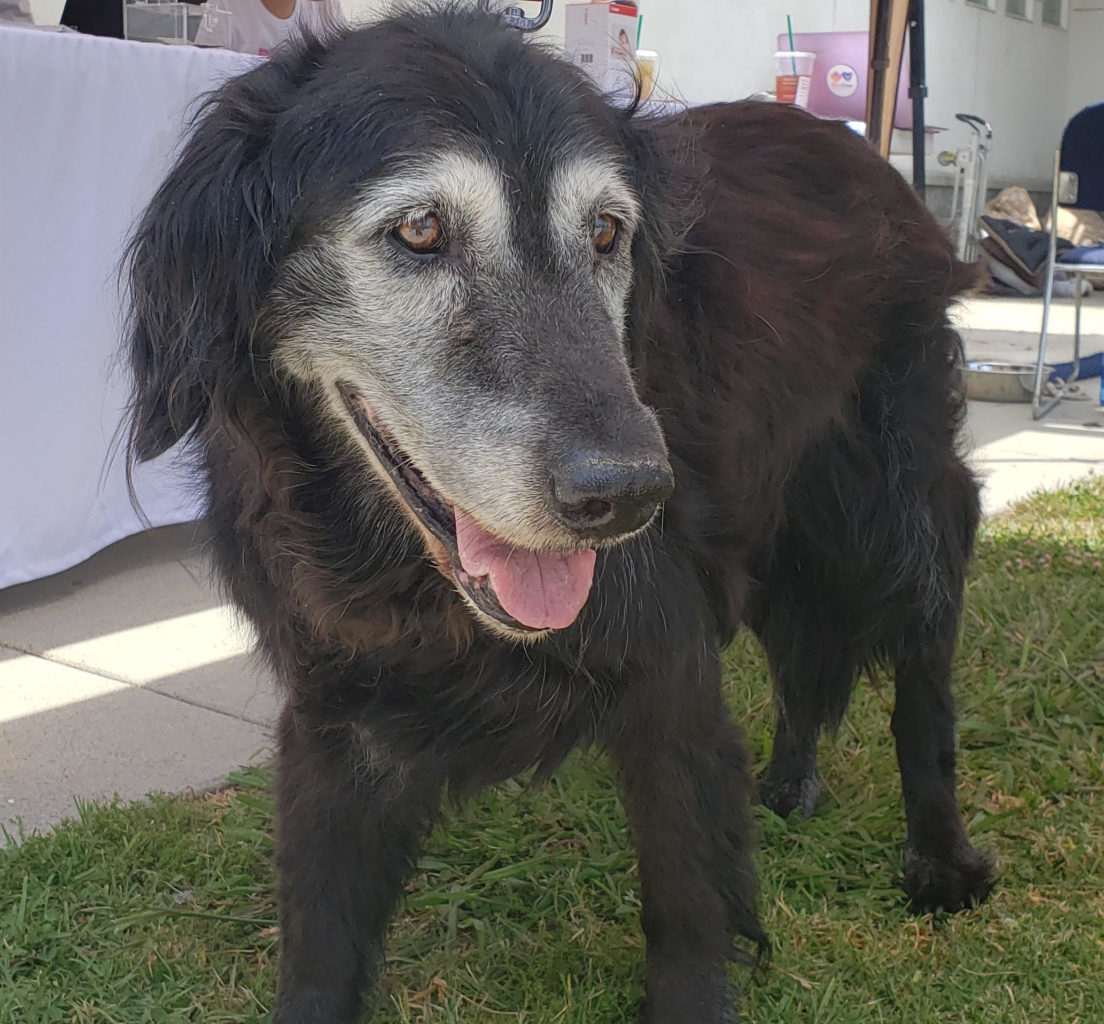 Large black dog with white mask and muzzle stands on grass.