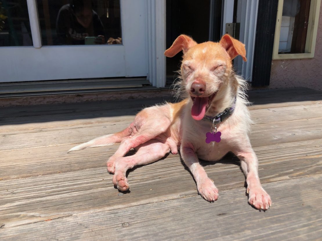 small brown Chihuahua mix with a smile like Stan Laurel relaxes on a tan patio floor with windows in background.