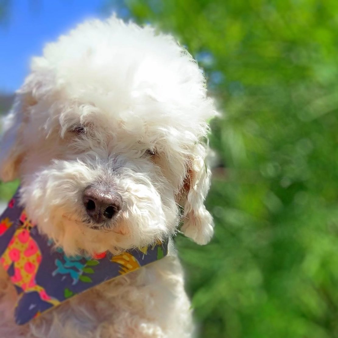 fluffy white Maltipoo sits by a large shrub. Her eyes are partially obscured by her fur. She wears a brightly colored bandana.