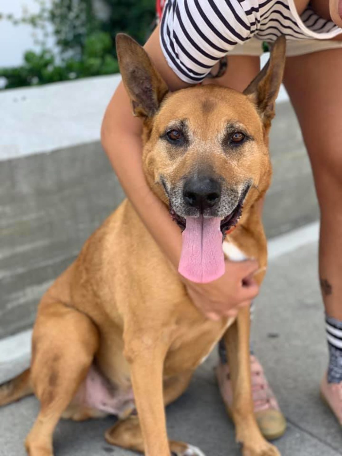 Large brown German shepherd mix with tongue hanging out sits smiling at the camera, with someone's arm around his shoulders, wearing a striped top.