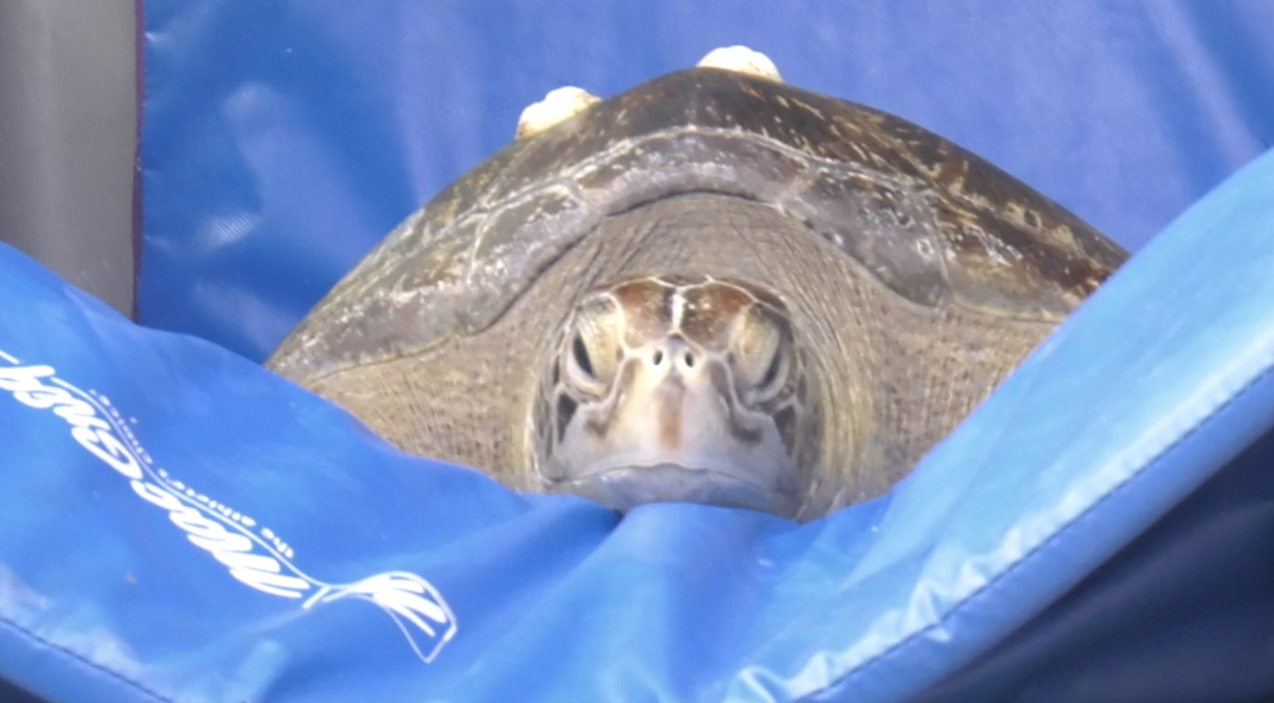 VIDEO: The Aquarium of the Pacific releases rehabilitated green sea ...