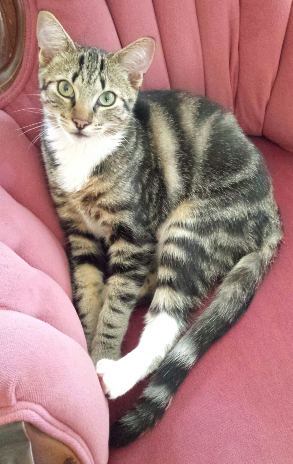 brown tabby with white vest on pink chair.