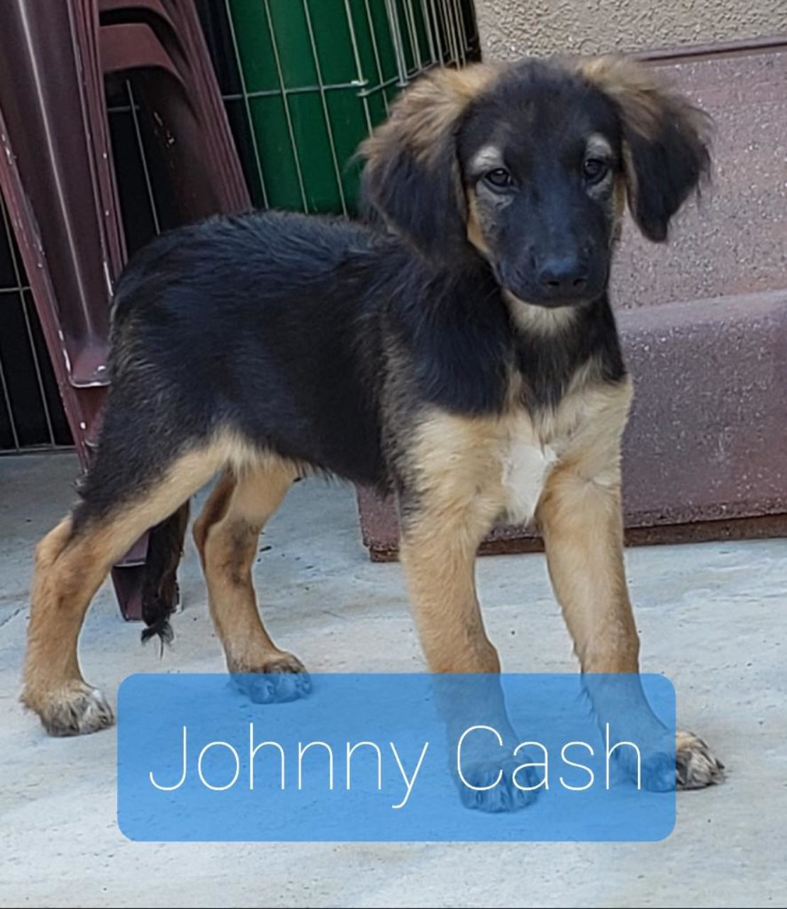 brown terrier/dachshund with tan legs stands on floor. Johnny Cash is written underneath.