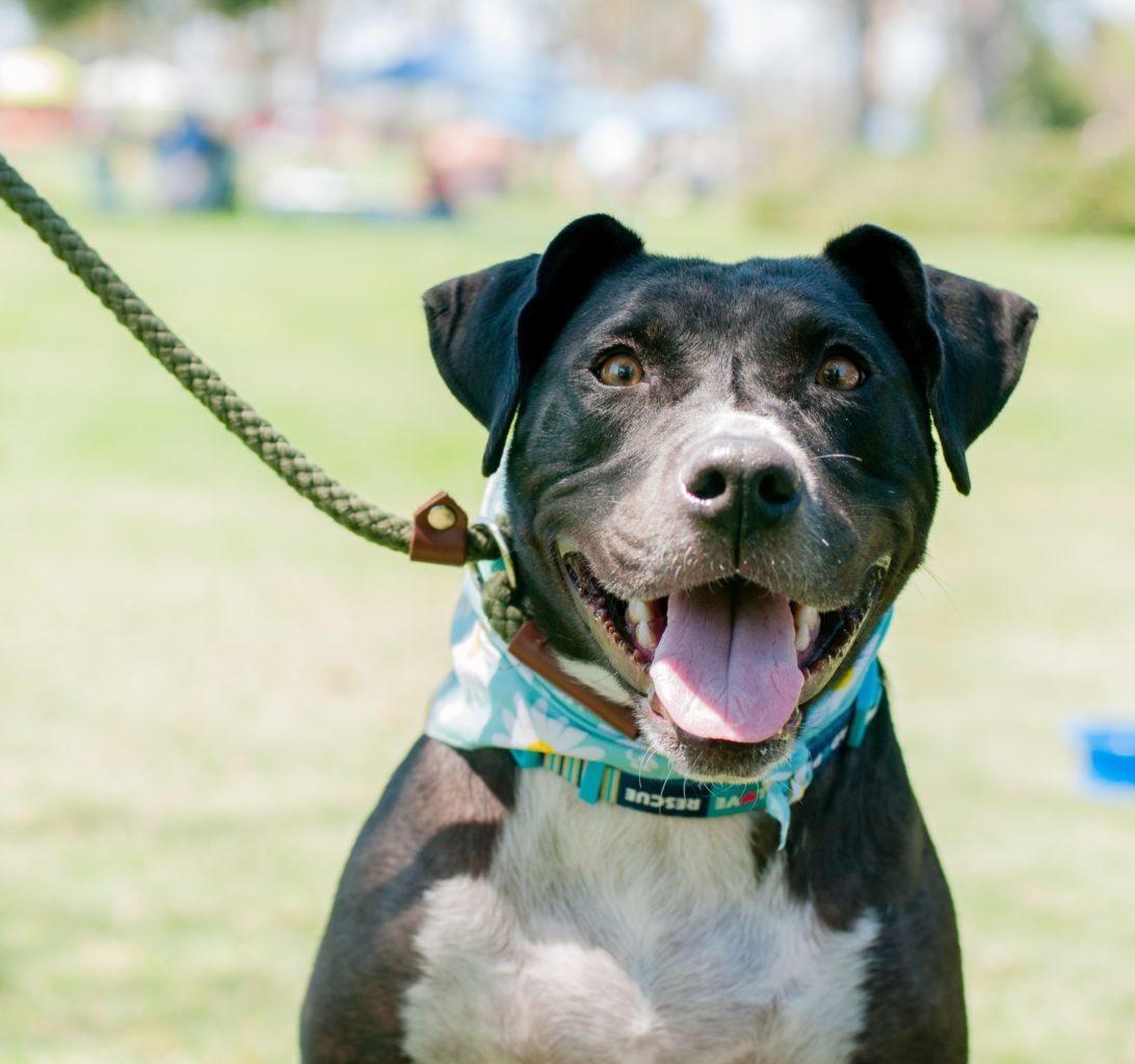 black-and white mix with blue scarf and white belly, on green leash, stares at camera.