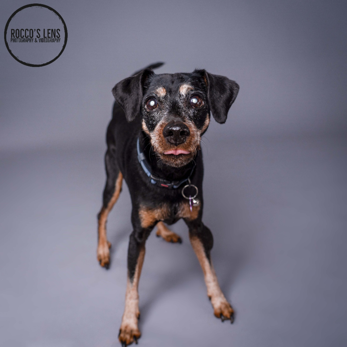 small terrier, brown, with cataracts, stands on floor and looks at camera