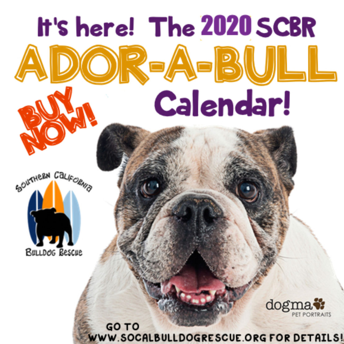 The front page of the Ador-a-Bull bulldog calendar, wtih a tan-and-white bulldog face and to his left, black, orange and blue surfboards with a black dog's silhouette in front.