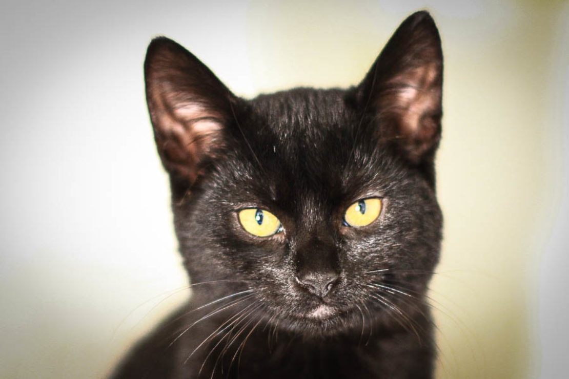 black cat with yellow eyes staring into camera.