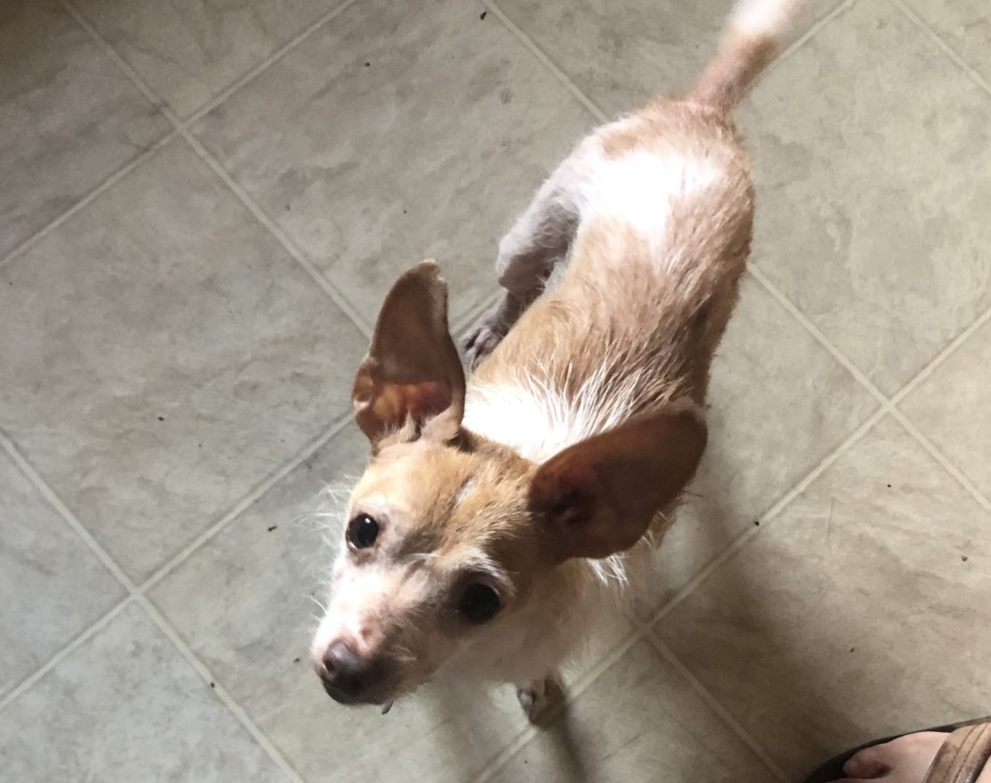 tan-and-white Chihuahua looking up at owners of four bare feet