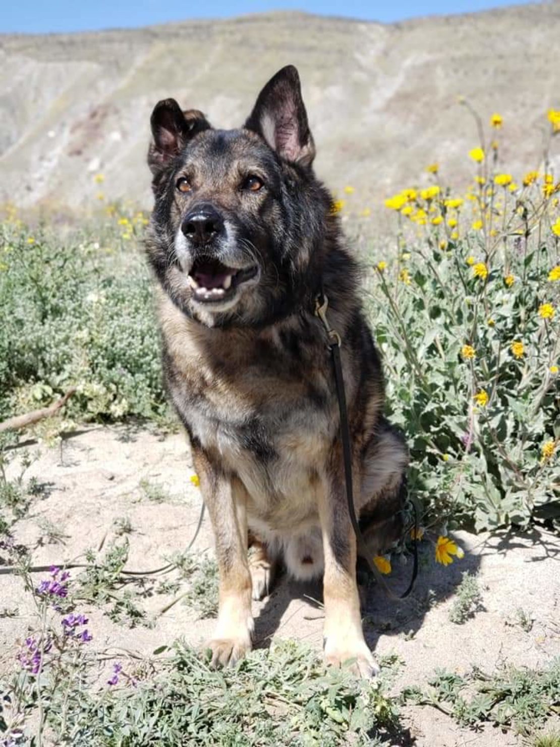 brown and black German shepherd sits on the dirt in a brush-covered area, with yellow flowers in background