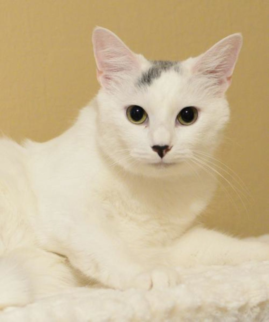 white cat with black streak on forehead