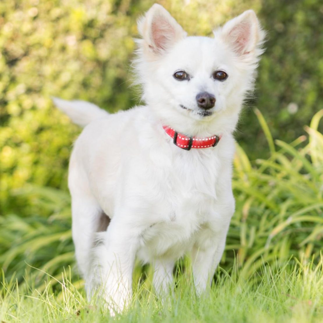 little white terrier looking at camera