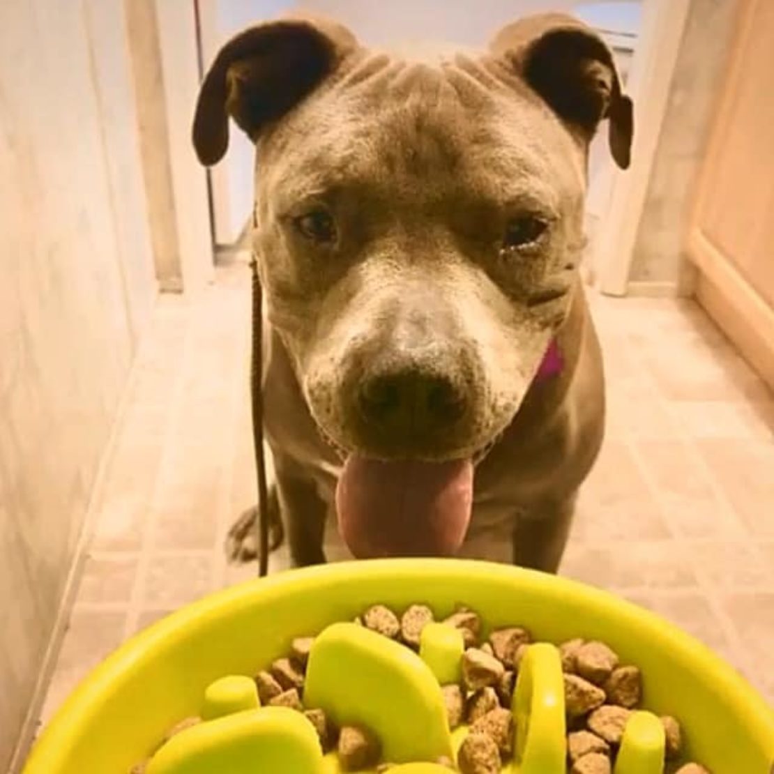 Pittie ready to eat dinner from his light-green bowl