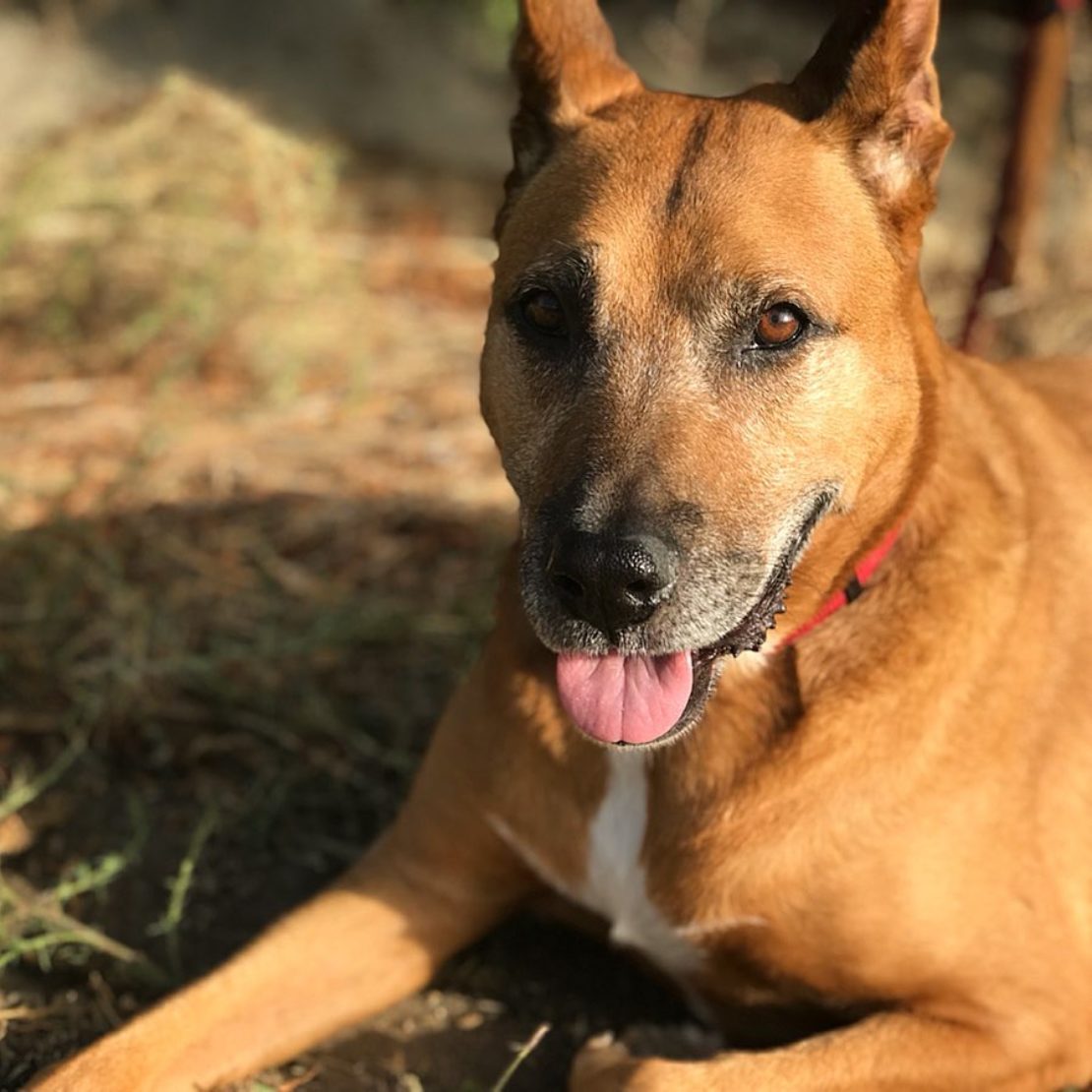 tan pit bull with pointy ears looks at camera