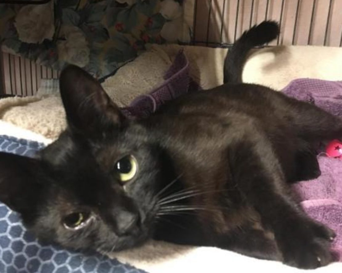 sleek black cat lying on a blanket in a kennel.