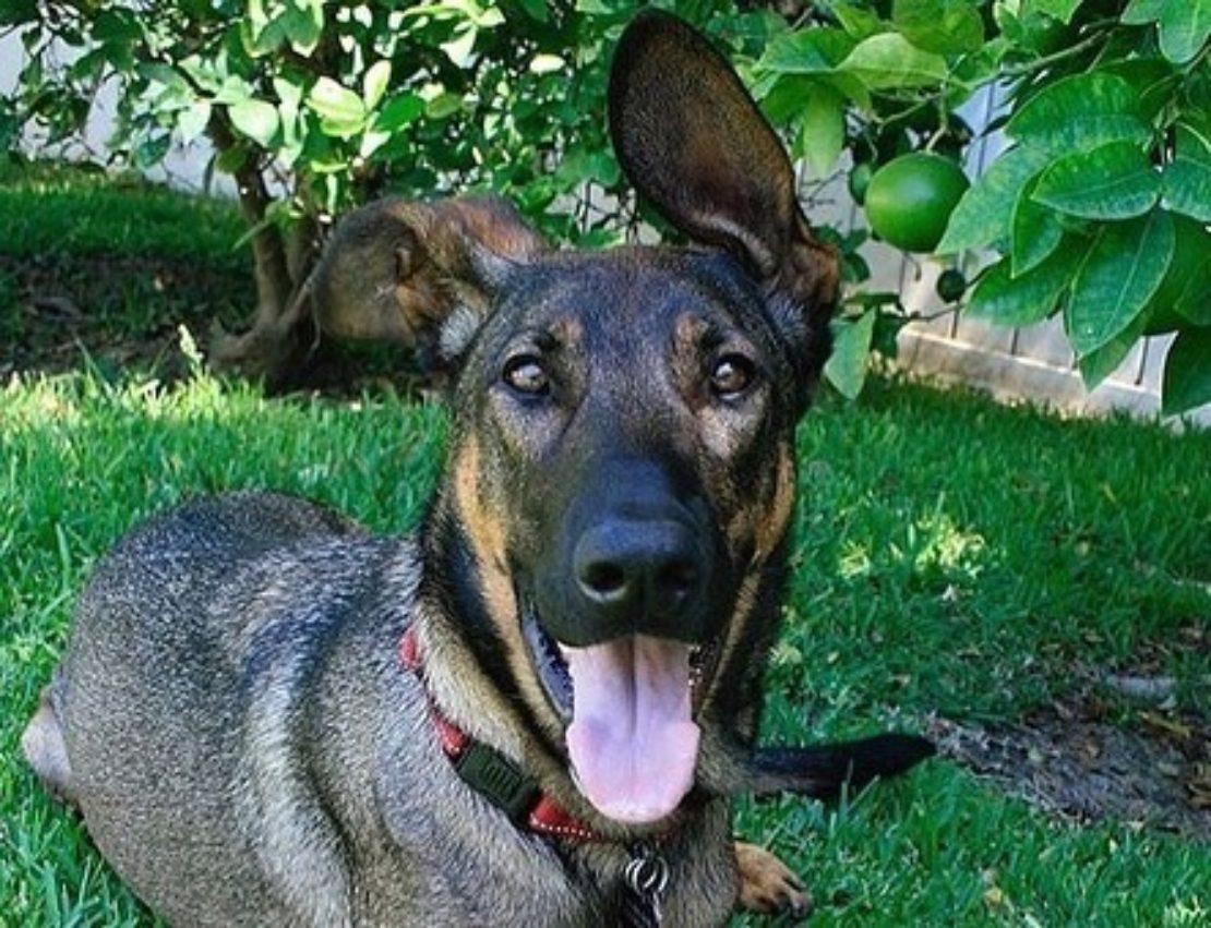 happy-looking German shepherd looks at camera. tongue is hanging out, and one ear is up and one is down.