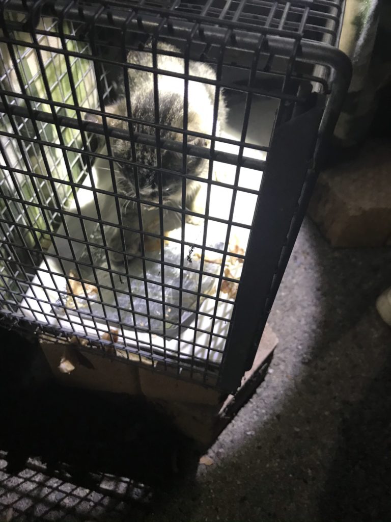 gray tabby kitten in trap