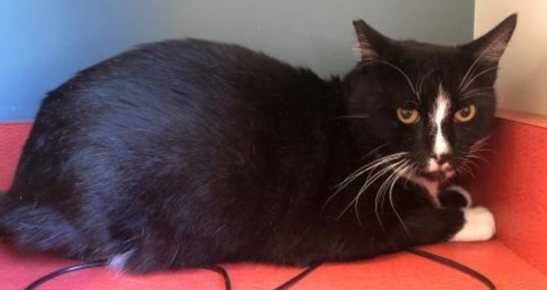 tuxedo cat, black with white streak from between eyes to muzzle and white socks, on pink floor.