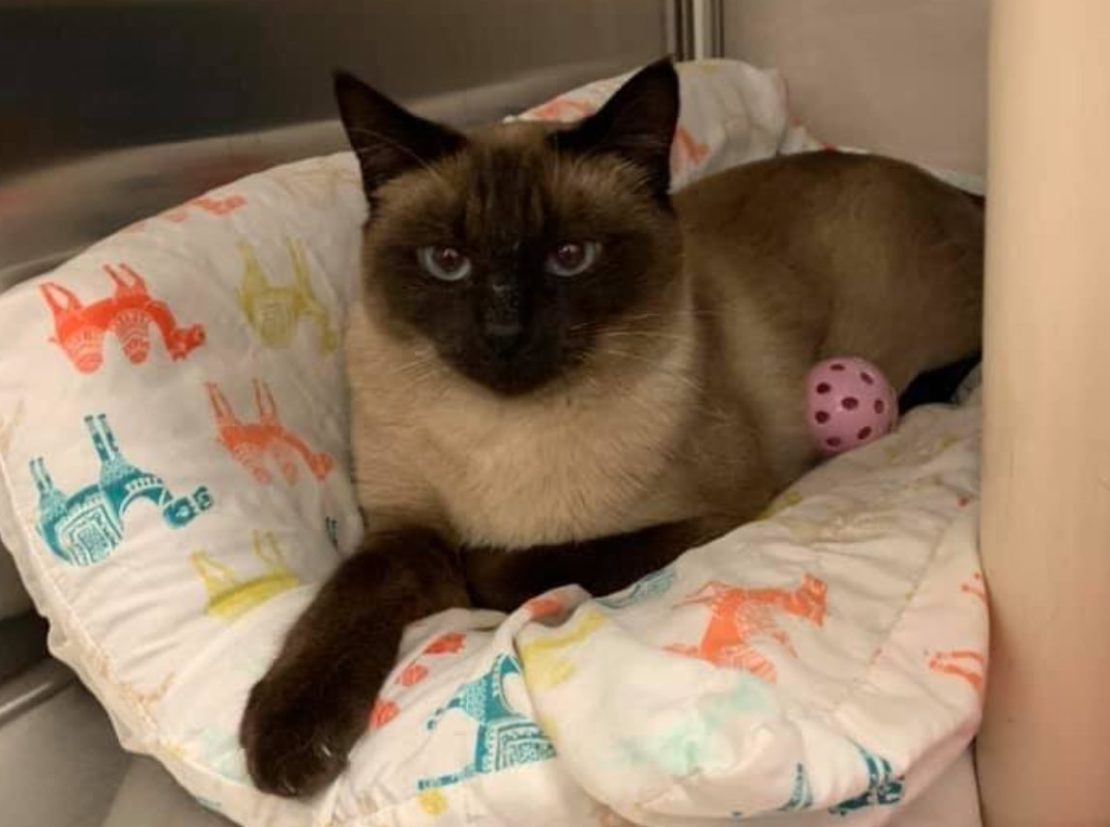 SEalpoint Siamese relaxes with pink toy ball on white pillow with pink and blue animal designs.