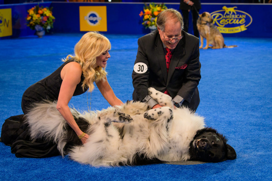 Blonde woman with spaghetti-strap black gown rubs the belly of a black-and-white huge Italian mastiff/shepherd mix as a balding man in a black suit and a number on his shoulder looks on. All are sitting on a bright-blue floor.