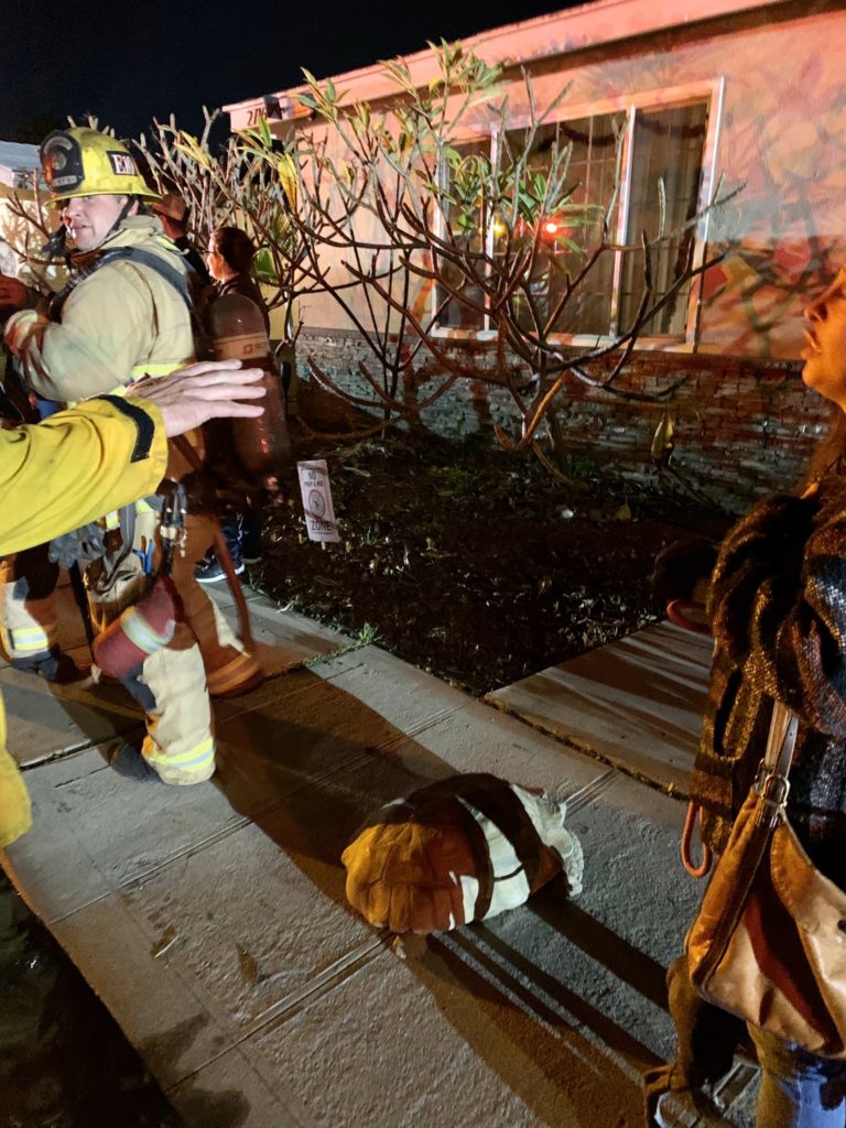 A tortoise on the sidewalk outside a home where firefighters doused flames Tuesday night. Photo courtesy the LBFD.