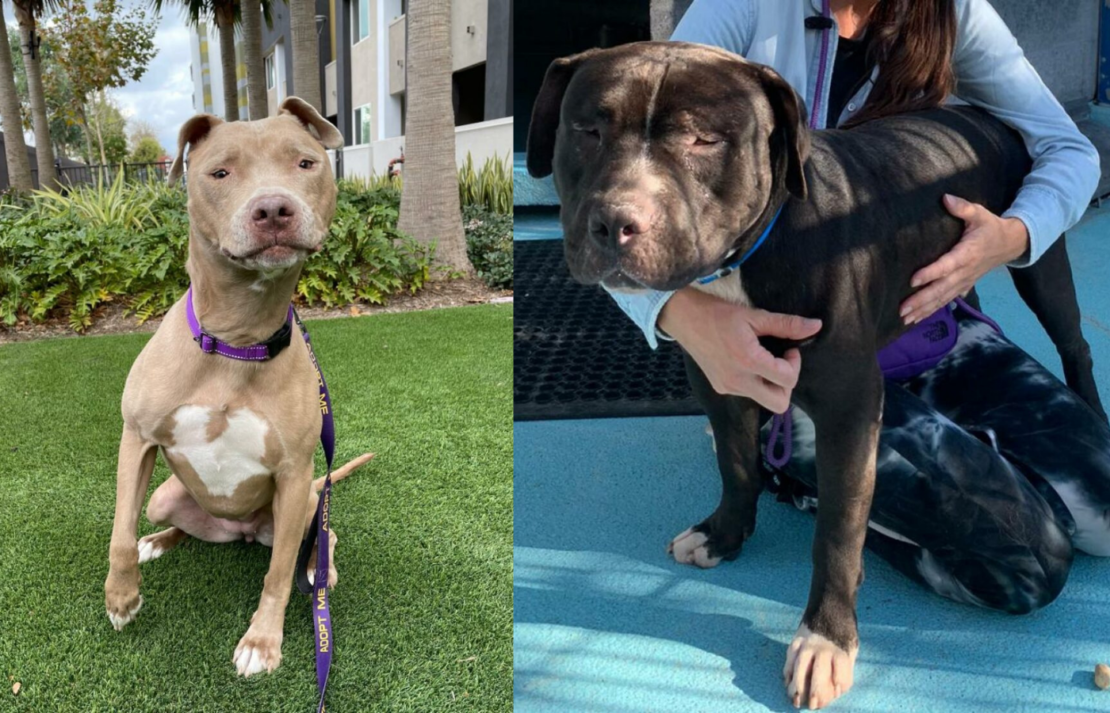 Best of Long Beach animal rescue winner has some of the best dogs for adoption • Long Beach Post