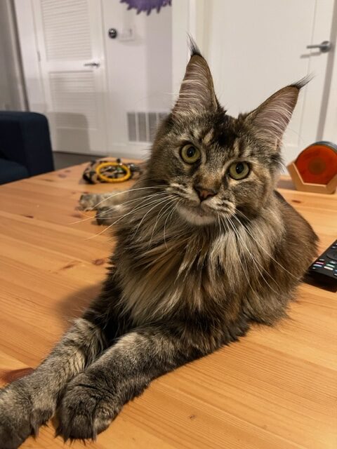 beautiful mediumhair brown tabby with fur coming out of her ears lies on a wooden table