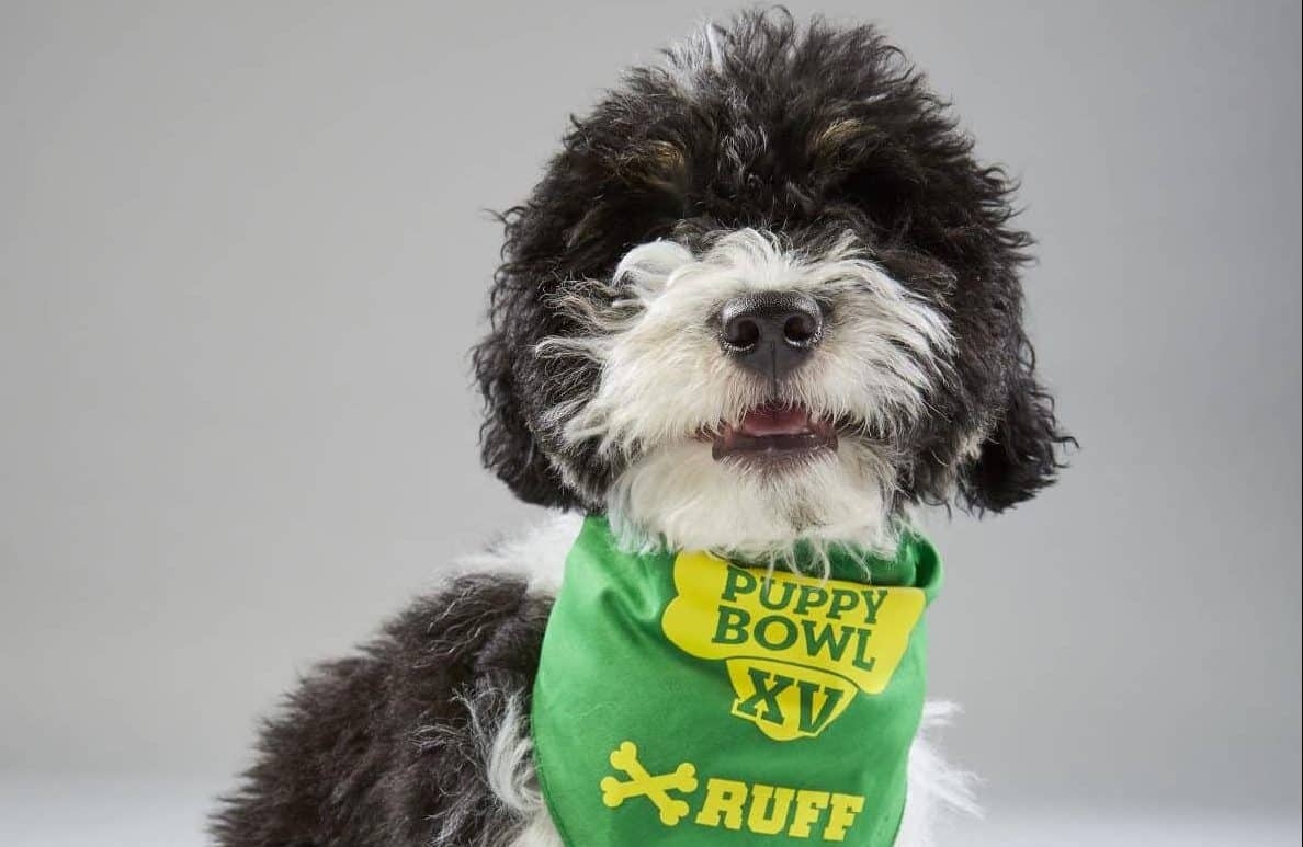 How to Watch the 2019 Puppy Bowl