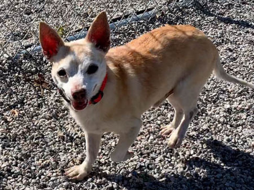 Tan Chihuahua with tan ears, white mask and white legs stands on gravel-covered play area.