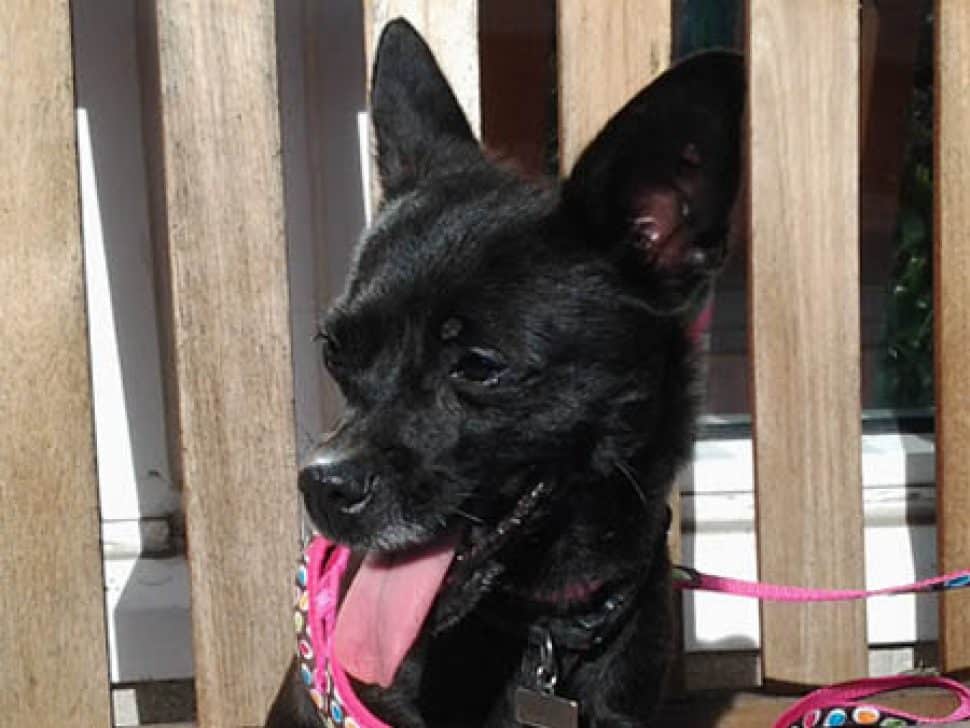 Small black Chihuahua with very pink tongue hanging out standing against a wooden slatted fence