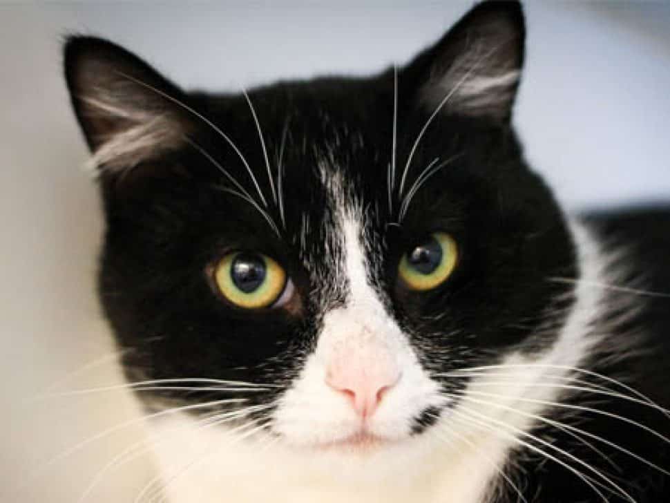 Tuxedo cat, pink nose, white muzzle and chest, face only