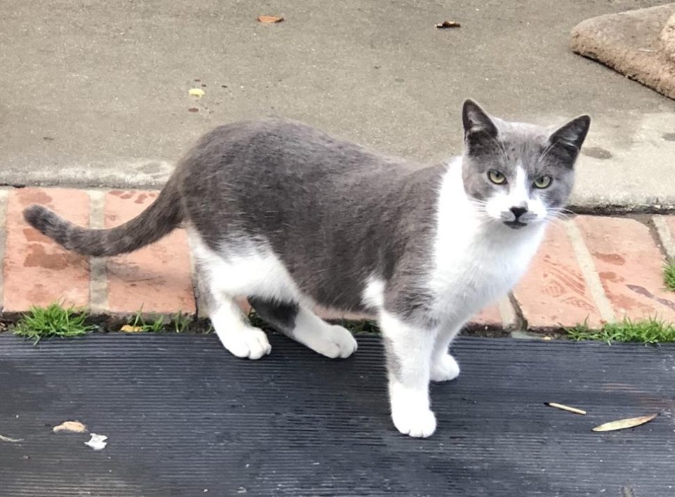 Gray cat with white patches stands halfway between a brick border and black pavement. Gray pavement is behind him.