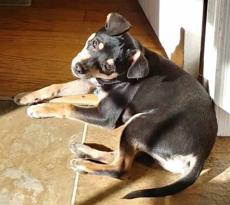 small black miniature pinscher curled on floor with his head cocked at camera. Lying on brown rug.