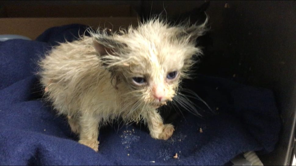 tiny scruffy Siamese kitten