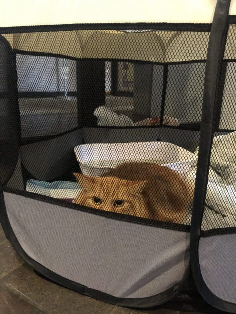 Large orange cat in a pen, floored with dog pee pads