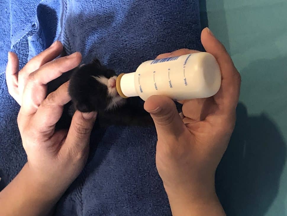 Two hands holding a little bottle on a blue background feed formula to a tiny black-and-white newborn kitten