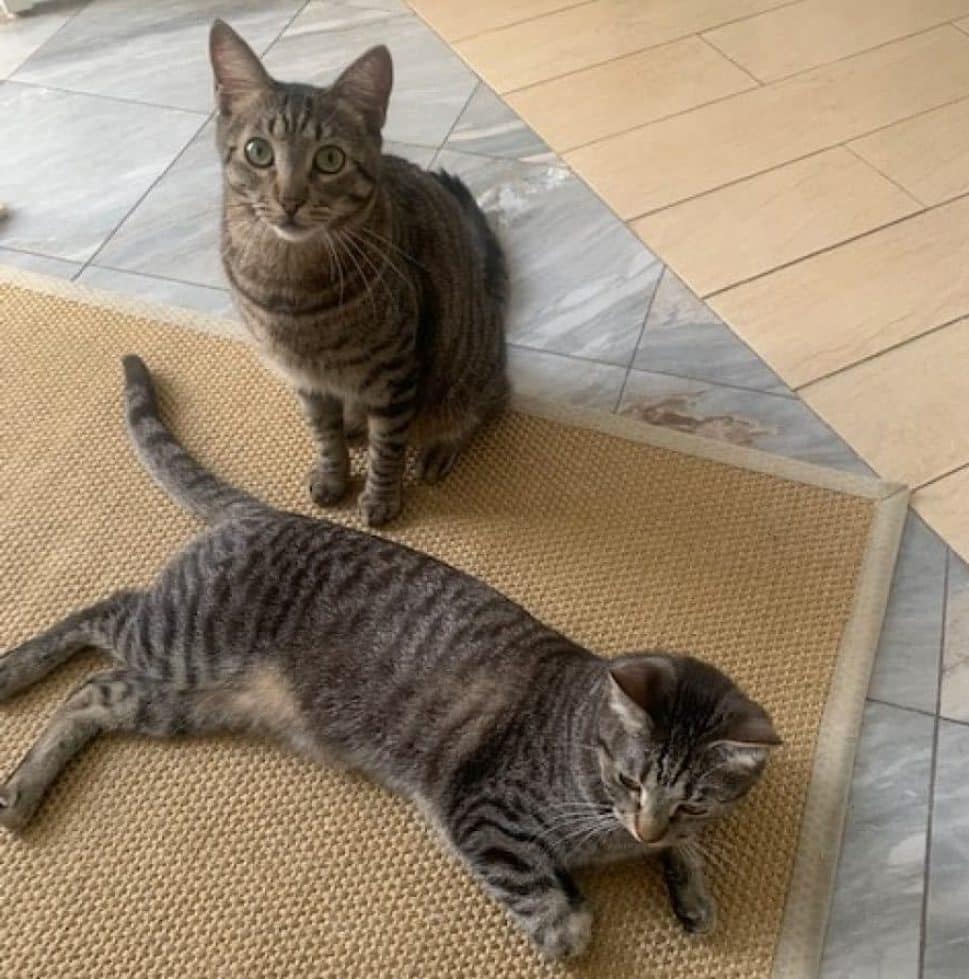 one brown-striped cat sits up and the other lies down on a beige carpet lying on a gray marble floor.