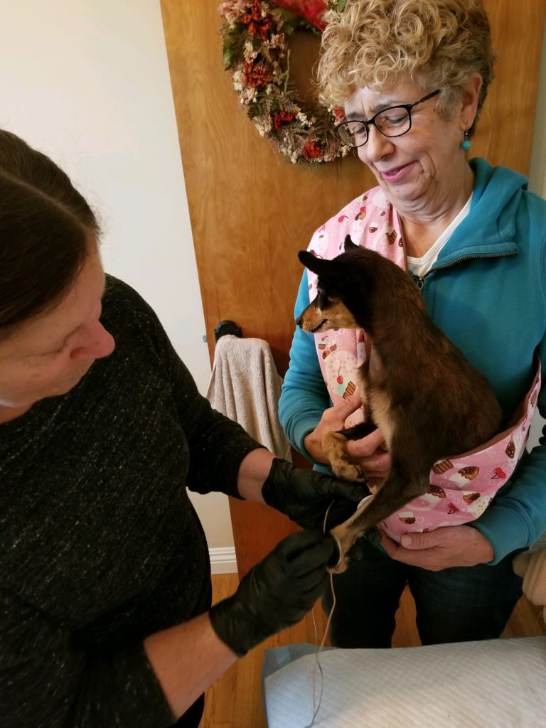 Woman with dark hair and a black sweater examines a miniature pinscher at a veterinary office. The little black dog with a brown muzzle is held by a woman with short, curly blond hair and glasses, wearing a turquoise suite.