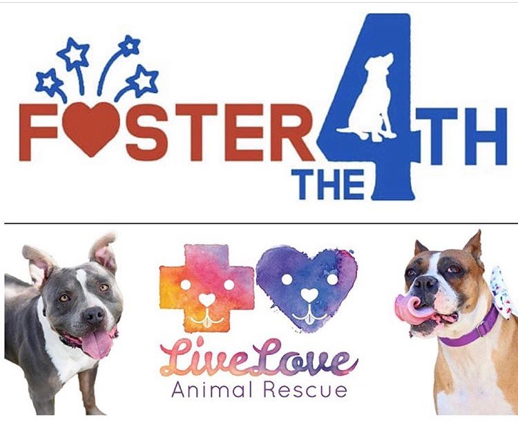 Pet Adoption Day To Feature Vendors Activities And Celeb Djs But We Know Who Will Be The Stars Of The Show The Hi Lo