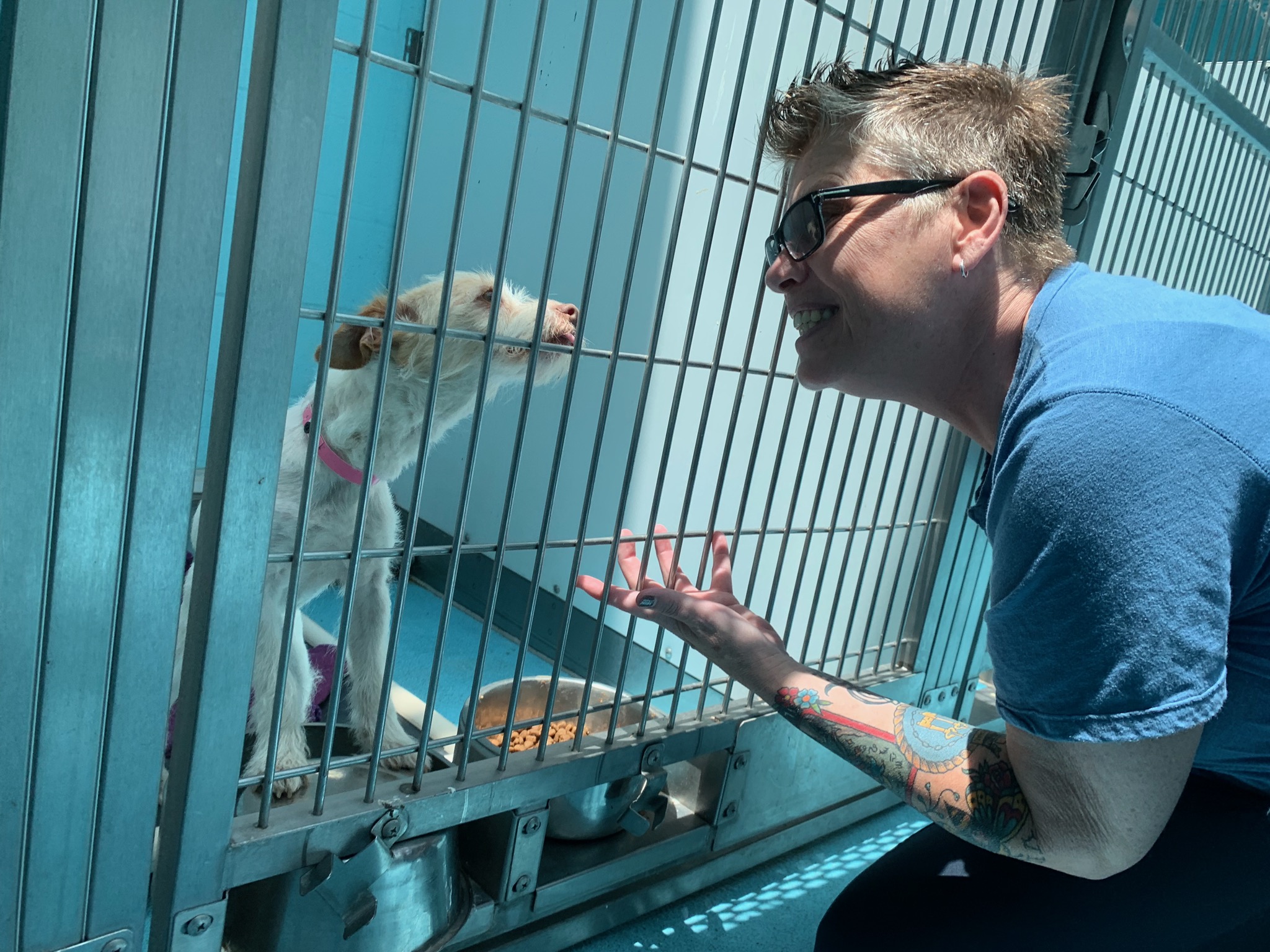 little white dog with fuzzy face looks at a woman with short gray hair, glasses, and a blue T-shirt..