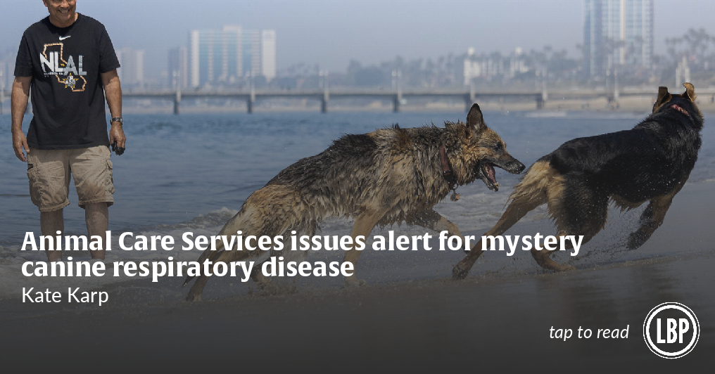 Animal Care Services issues alert for mystery canine respiratory disease - Vimarsana News
